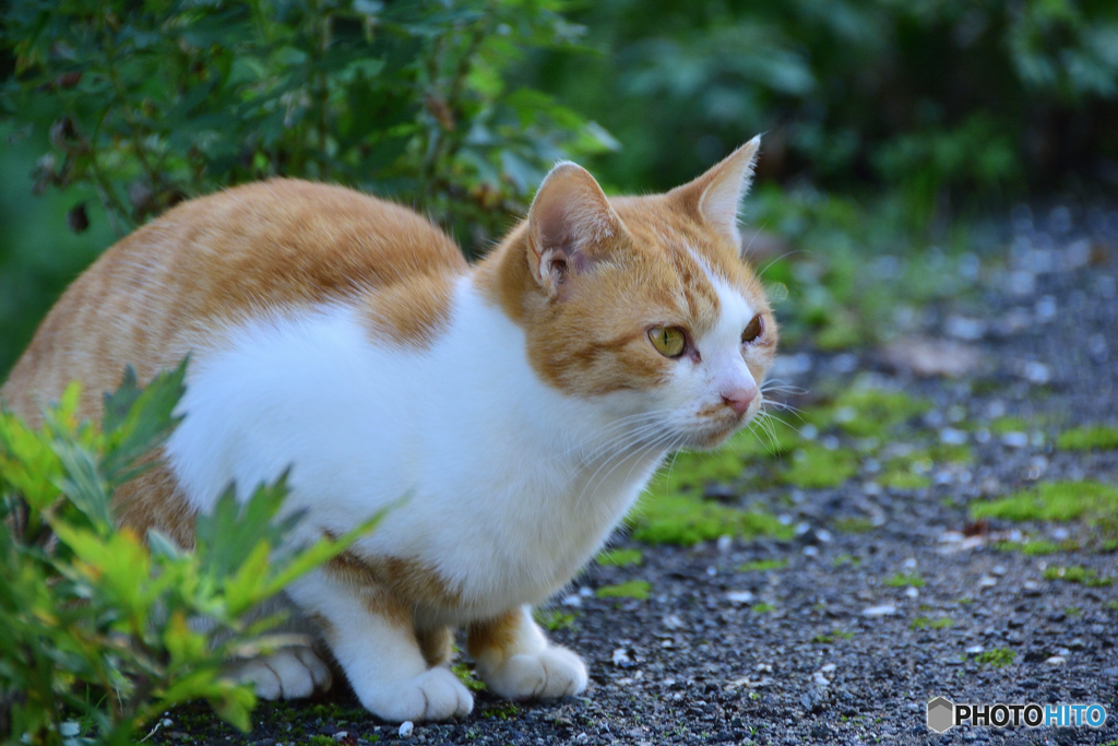 のらさん