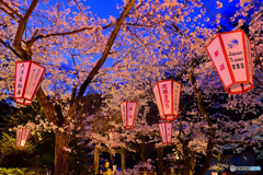 夜桜