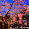夜桜