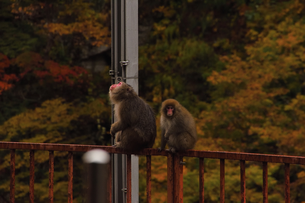 猿と紅葉