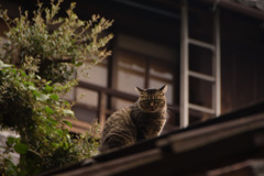 屋根の上の猫