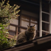 屋根の上の猫
