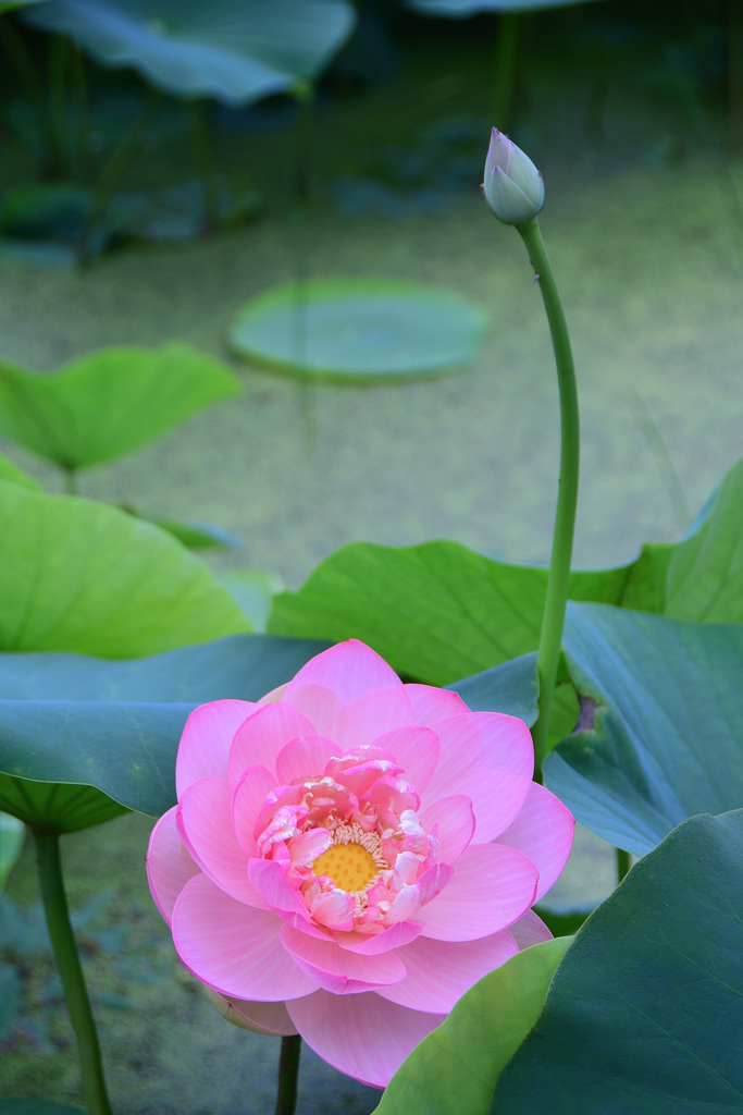 蓮の花