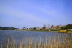 北潟湖と桜