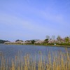 北潟湖と桜