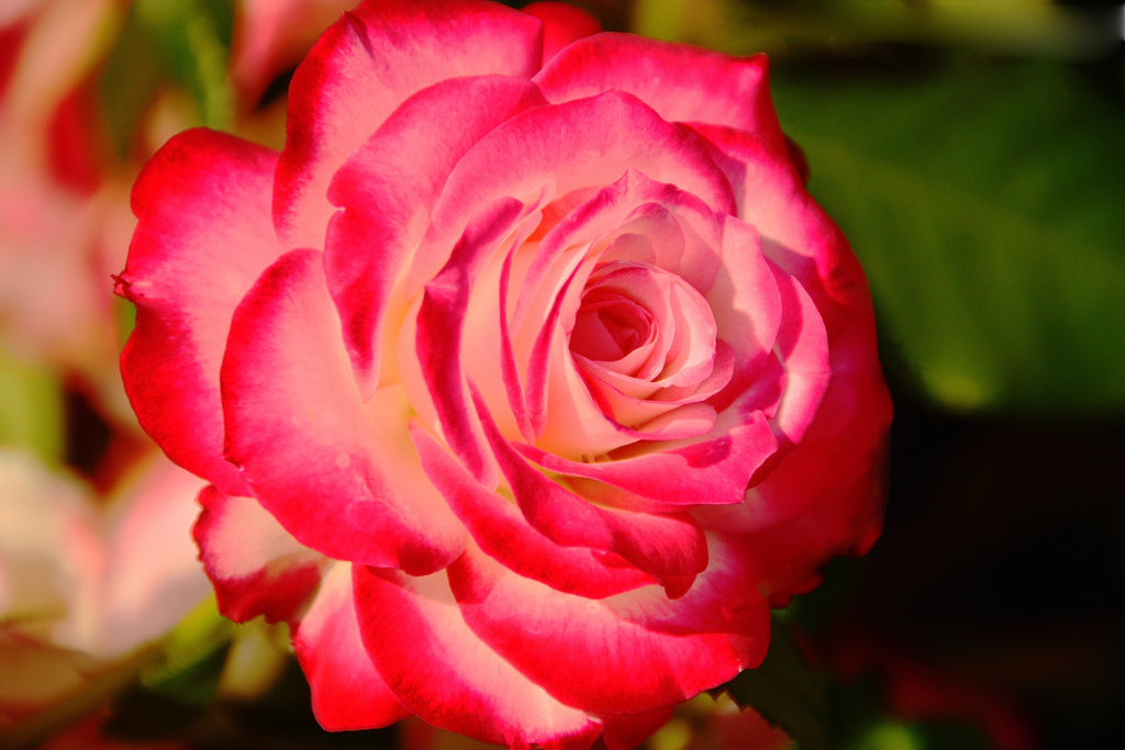薔薇