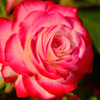 薔薇