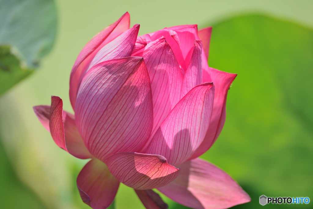 ハスの花