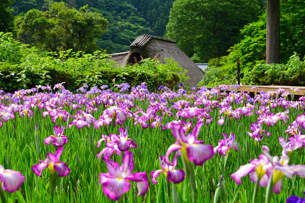 千古の家　茅葺屋根と花菖蒲