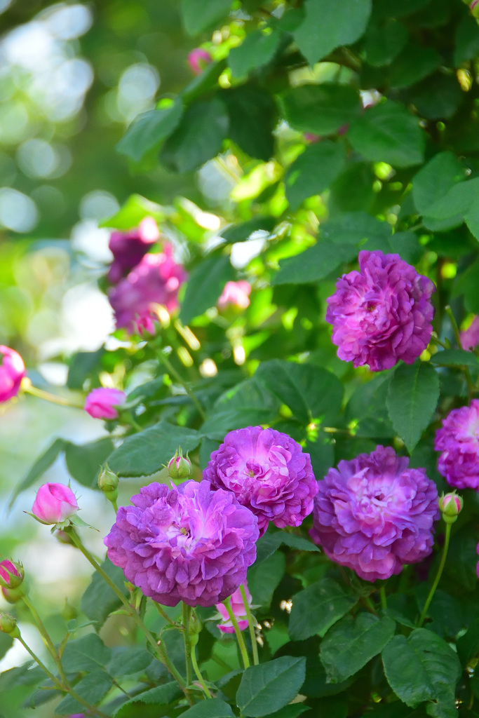 薔薇