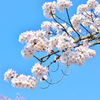 青空と