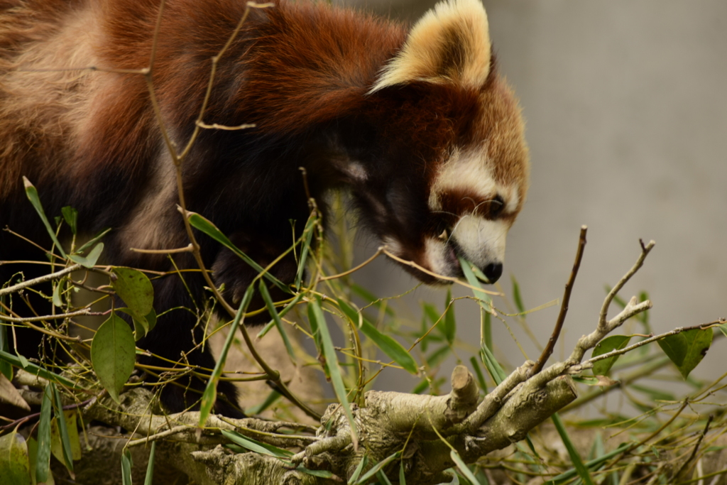 レッサーのお食事