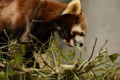 レッサーのお食事