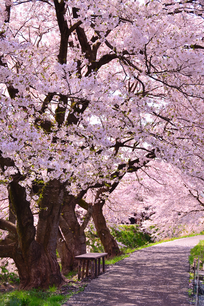 春の風景 By Kayophoto Id 写真共有サイト Photohito