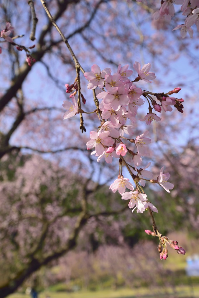 枝垂れ桜