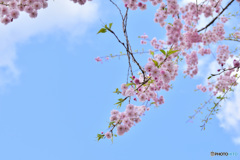 青空にしだれ桜