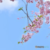 青空にしだれ桜
