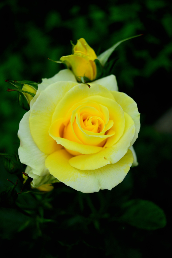 薔薇