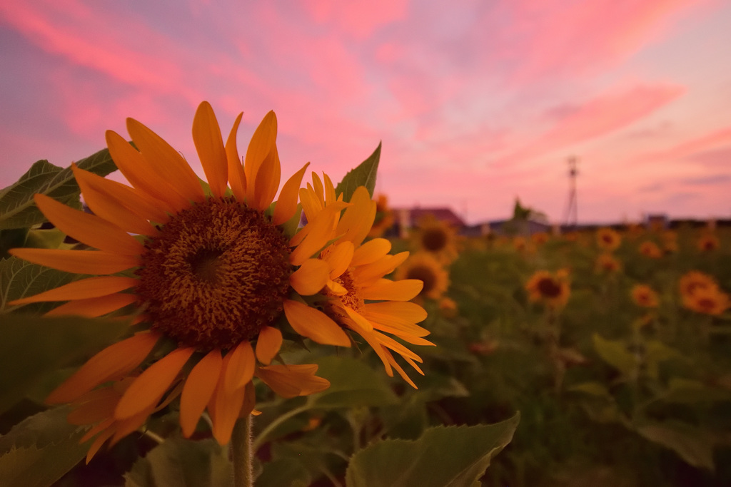ヒマワリと夕焼け
