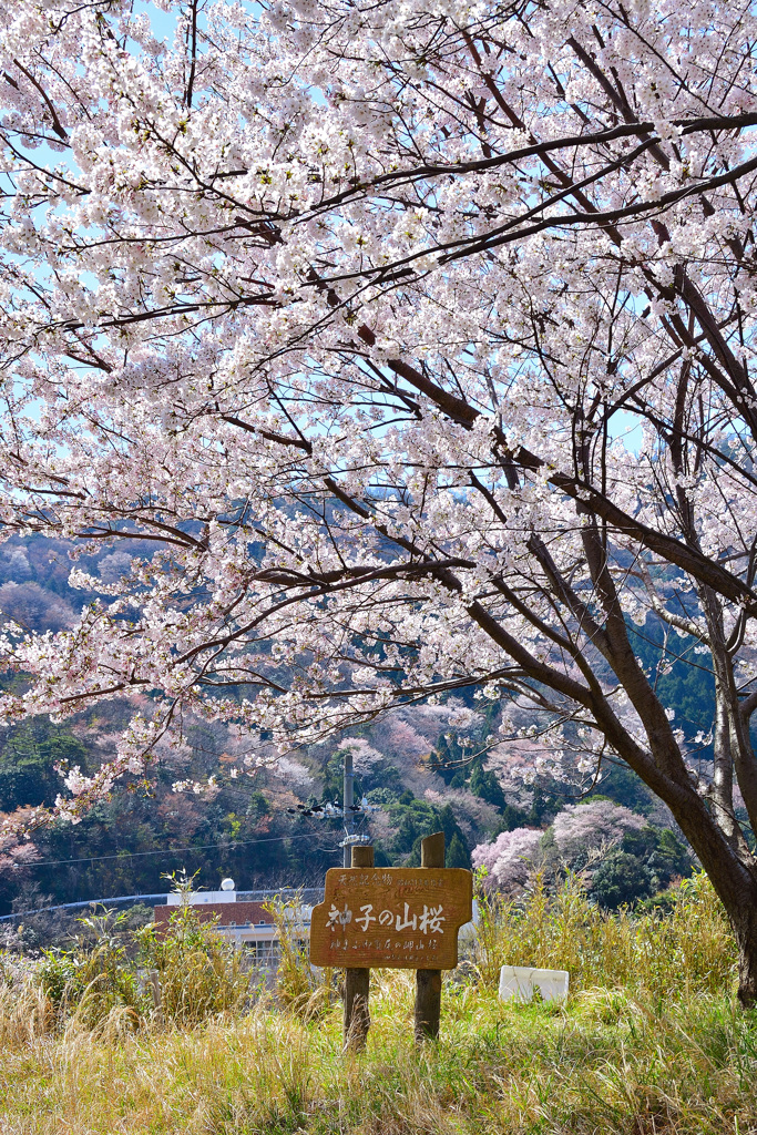 神子の山桜 By Kayophoto Id 写真共有サイト Photohito