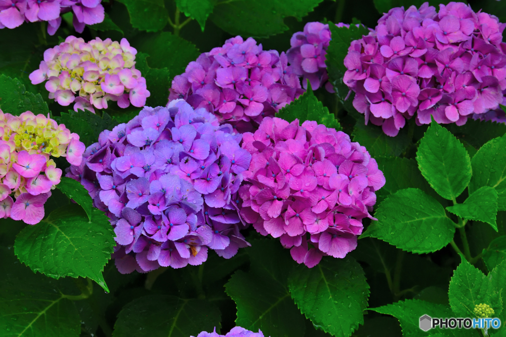 雨に濡れた紫陽花