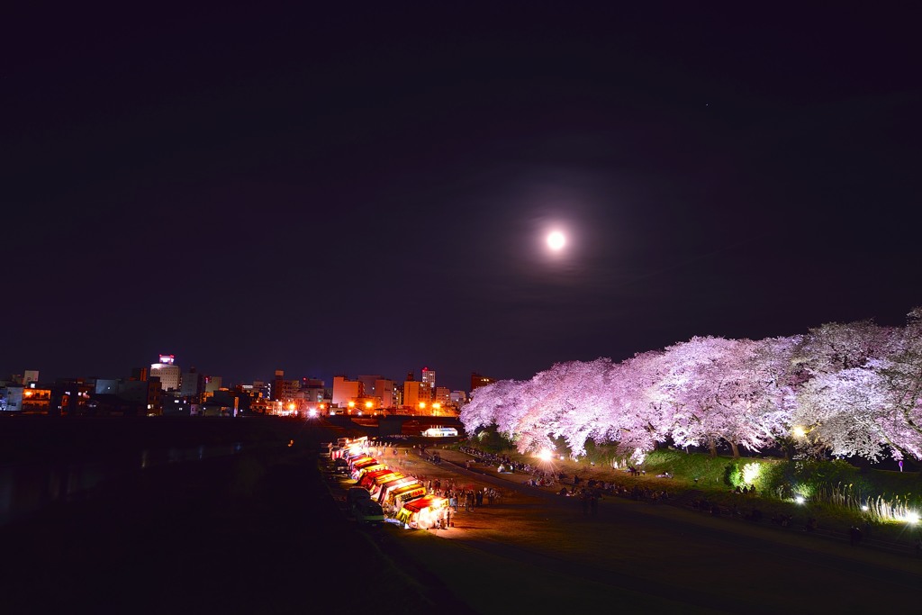 足羽川と月と桜
