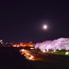 足羽川と月と桜
