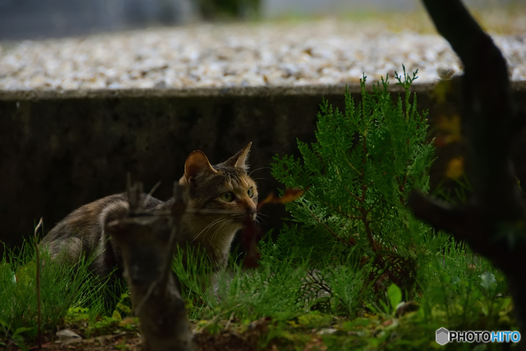 狙う猫