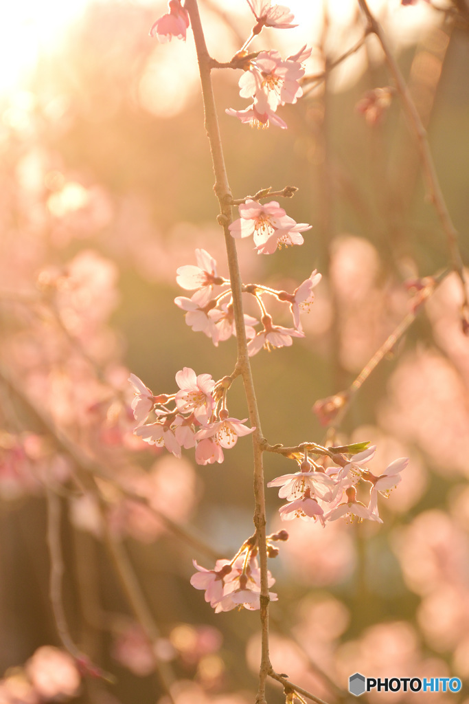 夕日に照らされる桜