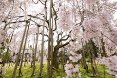 しだれ桜