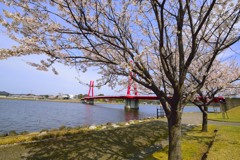 アイリスブリッジと桜