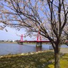 アイリスブリッジと桜