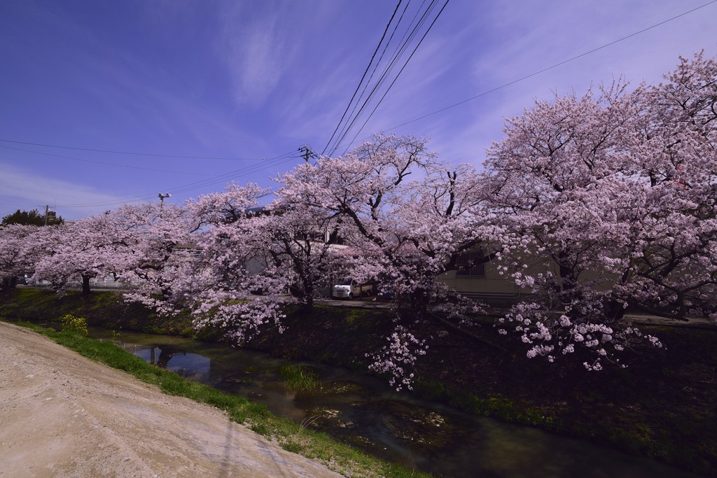 桜並木