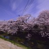 桜並木