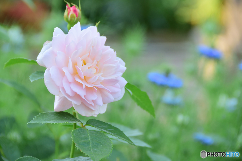 薔薇