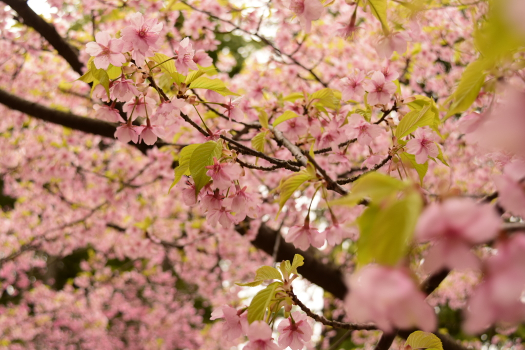 桜
