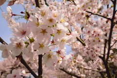足羽山の桜