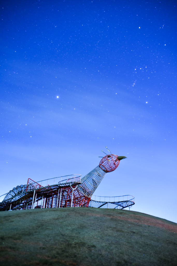 鳥と星空