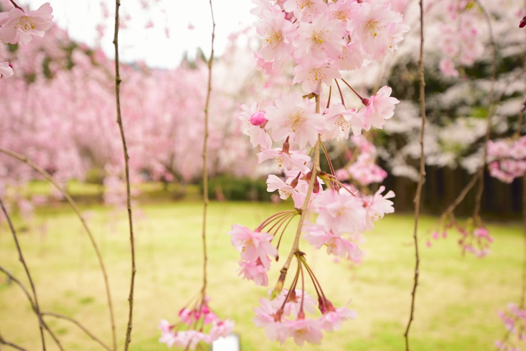 しだれ桜