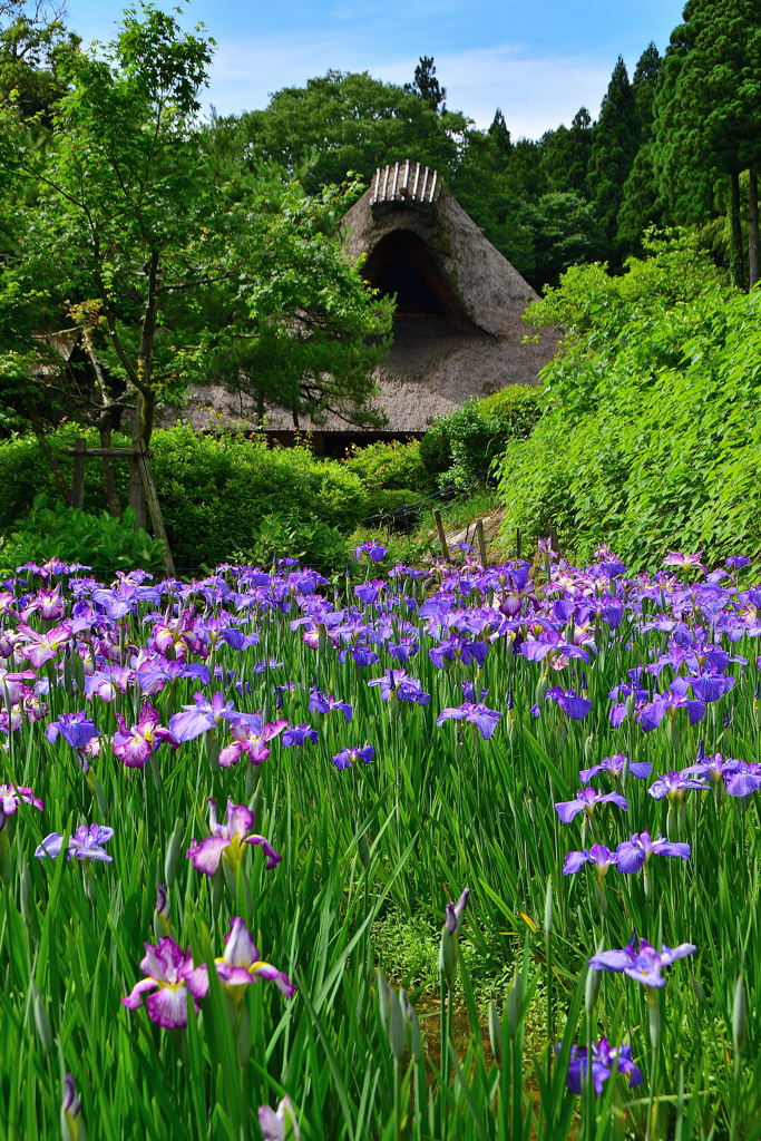 千古の家と花菖蒲