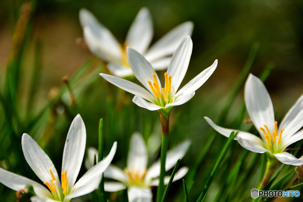 タマスダレの花
