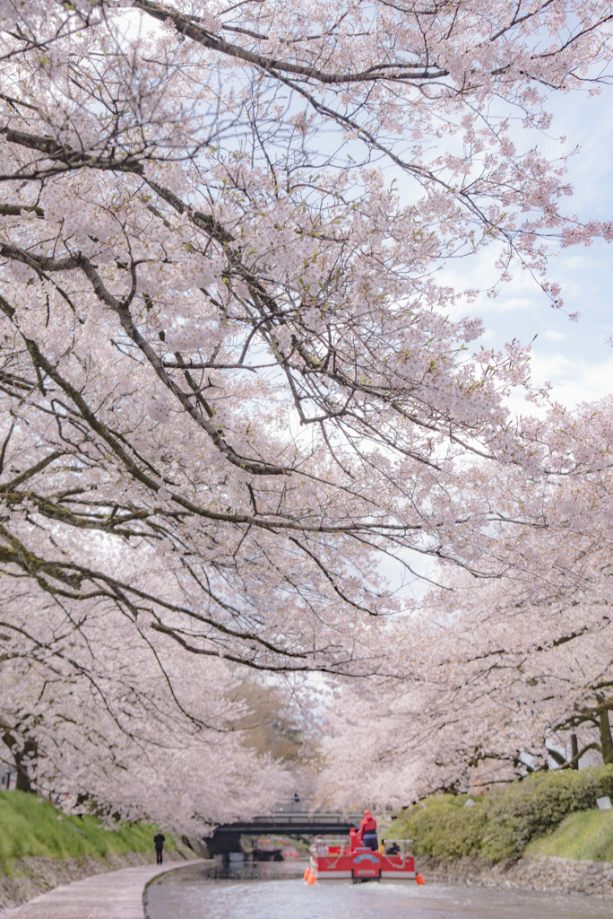 桜トンネル