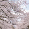 桜トンネル