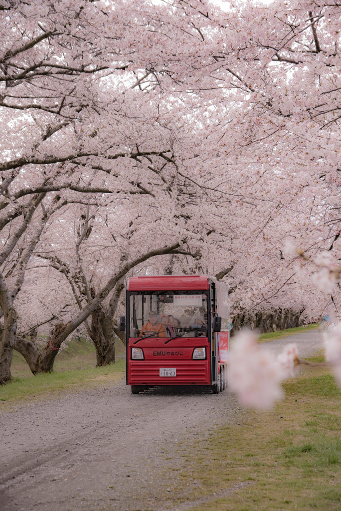 桜の中を走る