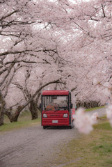 桜の中を走る