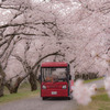 桜の中を走る