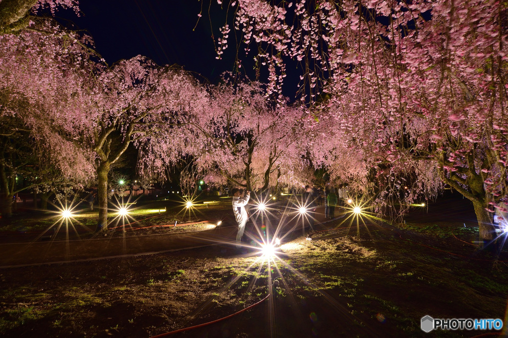 竹田しだれ桜まつり