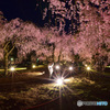 竹田しだれ桜まつり