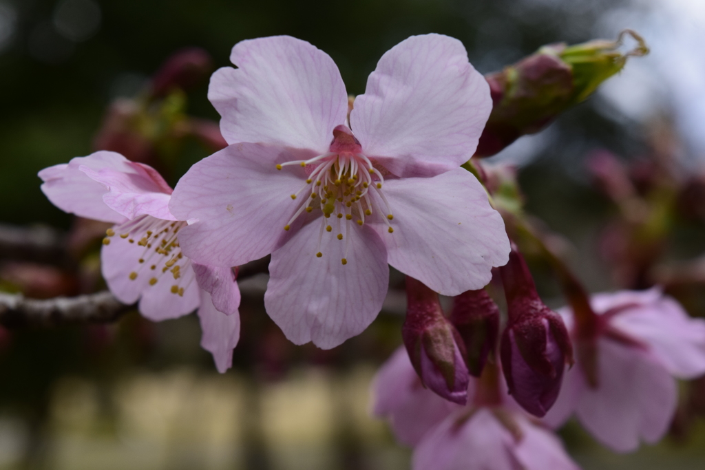 桜