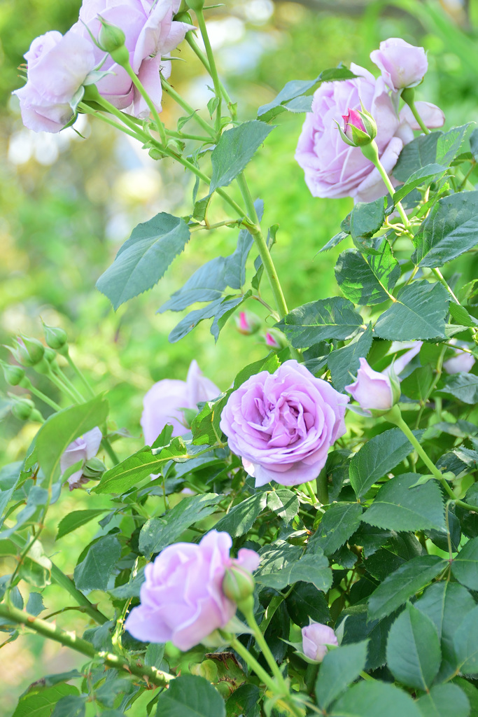 薔薇